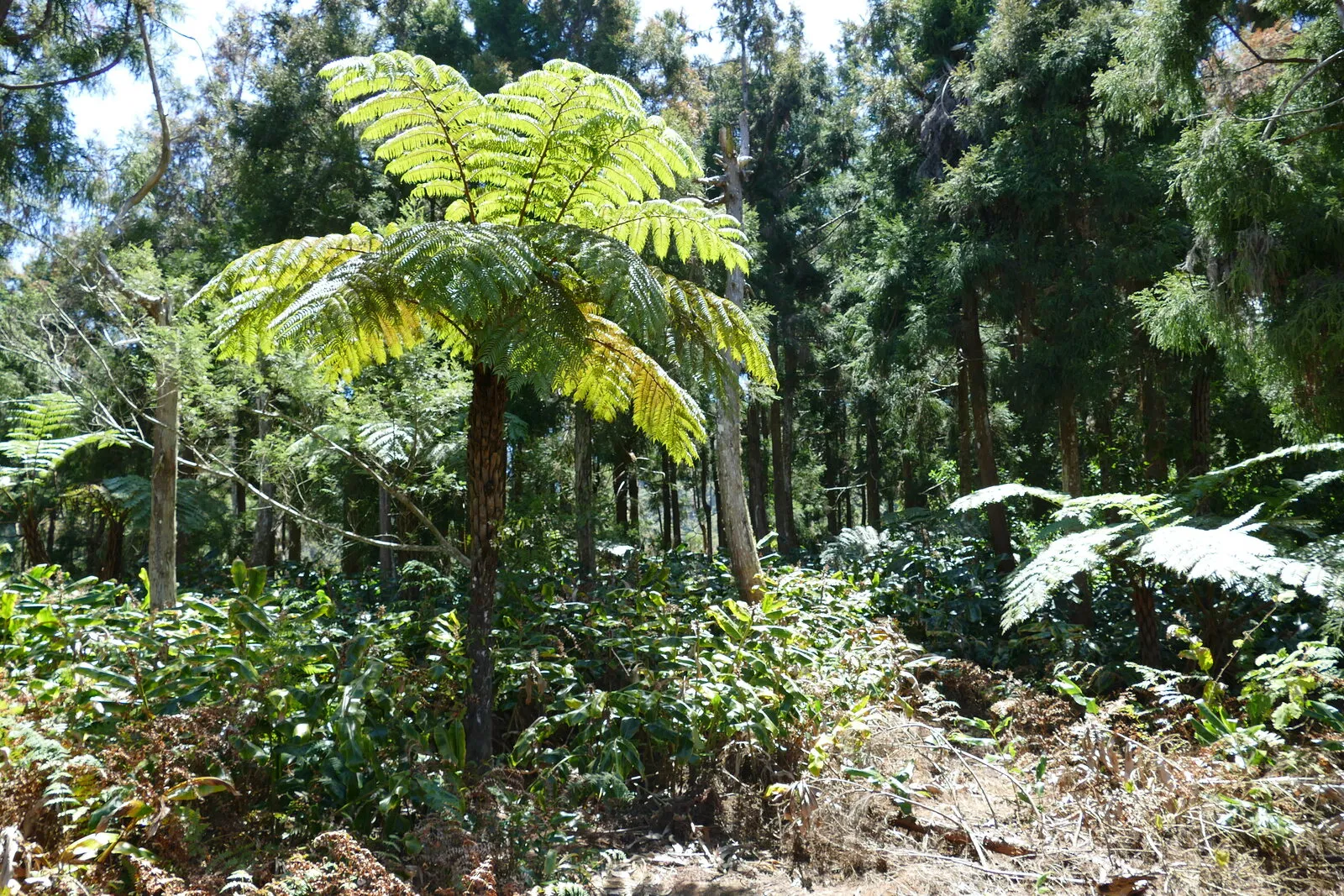 La nature du Sud sauvage